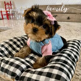 Tiny Bella - Blue and gold female Yorkshire Terrier puppy in Yuma, Arizona from Yuma Yorkie