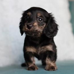Tails AKC 3500 - Black and cream female Dachshund puppy in Krum, Texas from Tired Chef Dachshunds