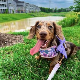 Dachshund and Miniature Schnauzer Puppies from The Bossy Doxie Farm