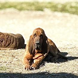 Charlie - Bloodhound