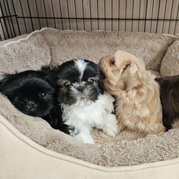 Shih Tzu Puppies from Ju Shih Tzu