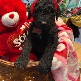 Teddy Bear - Black male Goldendoodle puppy in Salem, Oregon from Capital Doodles