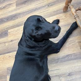 Sage - Labrador Retriever