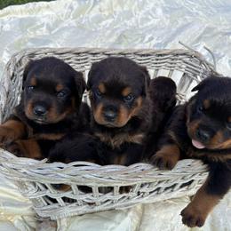 Rottweiler Puppies from Bella Bowe Champion Import Rottweilers