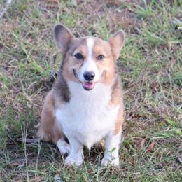 Callie - Pembroke Welsh Corgi