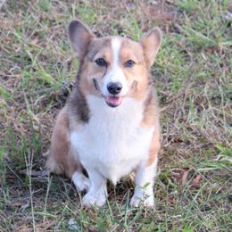 Callie - Pembroke Welsh Corgi