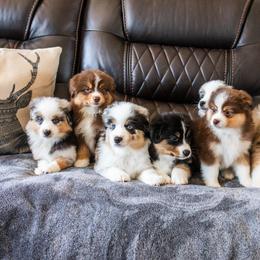 Miniature American Shepherd Puppies from King's Miniature American Shepherds