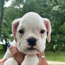 Boulder - White male Boxer puppy in Forest City, Iowa from Mt Valley Boxers