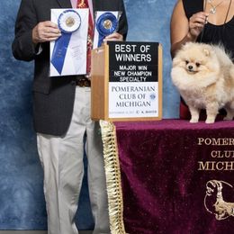 Pomeranian Puppies from Pardi Poms