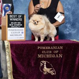 Pomeranian Puppies from Pardi Poms