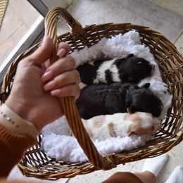 Australian Labradoodle Puppies from Australian Heritage Labradoodles