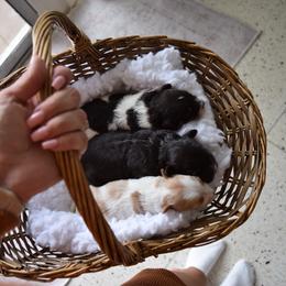 Australian Labradoodle Puppies from Australian Heritage Labradoodles