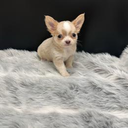 Nez - Merle male Chihuahua puppy in Lee Center, New York from Alfheim-Andromeda Chihuahua's (A &A's)