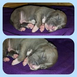 American Pit Bull Terrier Puppies from Kaotic APBTs
