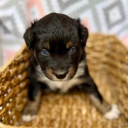 Violet - Black tri-color female Australian Shepherd puppy in Clover, South Carolina from Jo’s Aussies