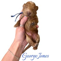 George Jones - Red  male Goldendoodle puppy in Hot Springs, Arkansas from Hot Springs Kennels