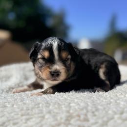Mo - Black tri male Miniature Australian Shepherd puppy in Lakeport, California from Akins Aussies/Wild Rose Ranch