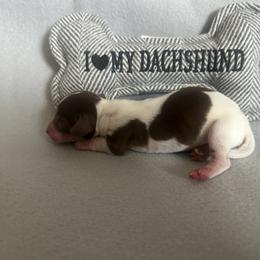 Boy 3 - Piebald male Dachshund puppy in Quemado, New Mexico from TNT Dachshunds