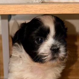 Black and white female(possible parti) - Black and white female Shih Tzu puppy in Citrus Heights, California from The Lion dog Shih Tzu