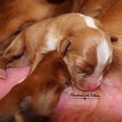 Nova Scotia Duck Tolling Retriever Puppies from Meadowlark Tollers