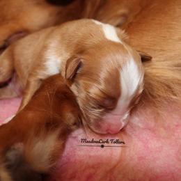 Nova Scotia Duck Tolling Retriever Puppies from Meadowlark Tollers