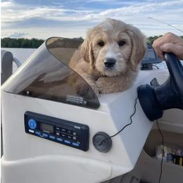 Bernedoodle and Goldendoodle All Grown Up from Kimberlee’s Kennels