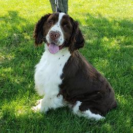 English Springer Spaniels from Davis English Springer Spaniels