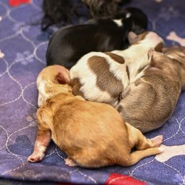Teddy - Cream and white male Shih Tzu puppy in Montrose, Colorado from Nana's Happy Pups