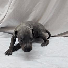 Finn - Blue male Italian Greyhound puppy in Newalla, Oklahoma from Heartland Iggys