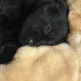 Boy 4 - Black male Labrador Retriever puppy in Centreville, Maryland from Barbihaus Kennels