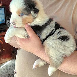 Boy 1 - Blue merle male Australian Shepherd puppy in Elk Creek, Missouri from Hearts on Fire Australian Shepherds