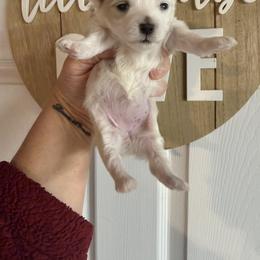 Parti girl - Parti female Maltipoo puppy in Fredericktown, Missouri from Doodle Pups Fur-Ever