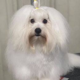 Cotons de Tulear from Daisy Lynn Cotons