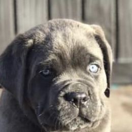 Cane Corso Puppies from Fedele's Cane Corso