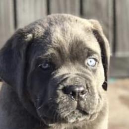 Cane Corso Puppies from Fedele's Cane Corso