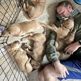 Labrador Retriever Puppies from Jensen’s Fox Red Labs