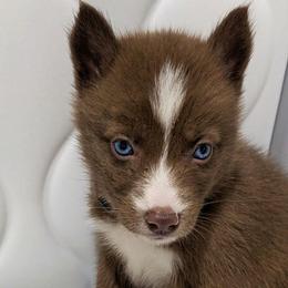 Luna - Red and white female Siberian Husky puppy in Richland, Mississippi from Feazell’s Siberian Huskies