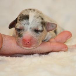 Bluie Merle - Blue merle and white female American Corgi puppy in Clovis, New Mexico from Sweet & Salty Cowdogs
