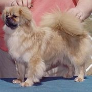 Tibetan Spaniels from Westview Tibetan Spaniels