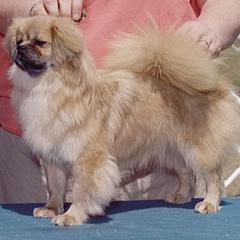 Tibetan Spaniels from Westview Tibetan Spaniels