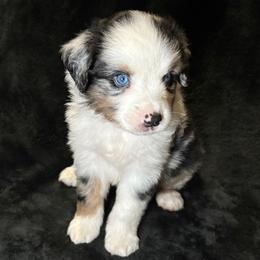 Miniature American Shepherds from Kayla Tarver