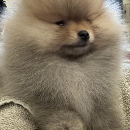 Keeshond and Pomeranian Puppies from Mary Schooner
