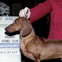 Dachshunds from Tudorglen Dachshunds