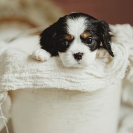 Cavalier King Charles Spaniel and Cavapoo Puppies from The Cav Family