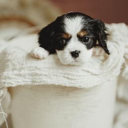Cavalier King Charles Spaniel and Cavapoo Puppies from The Cav Family