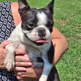 Violet - Boston Terrier