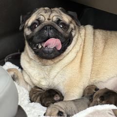 Beulah - Fawn female Pug puppy in Saint Pauls, North Carolina from Copperfield’s Goldens