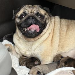 Beulah - Fawn female Pug puppy in Saint Pauls, North Carolina from Copperfield’s Goldens