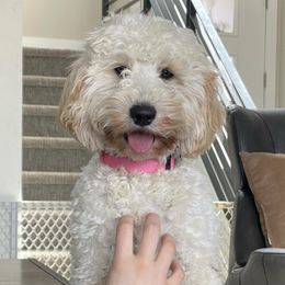 Presley - Goldendoodle