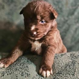Maverick - Red and white male Siberian Husky puppy in Urbana, Ohio from Fairhaven's Siberian Huskies